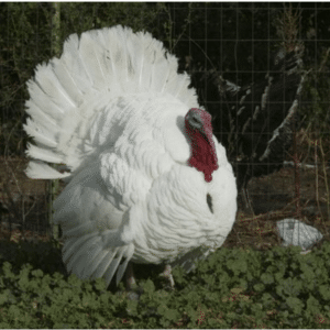 Fresh Local Turkey 25lbs+