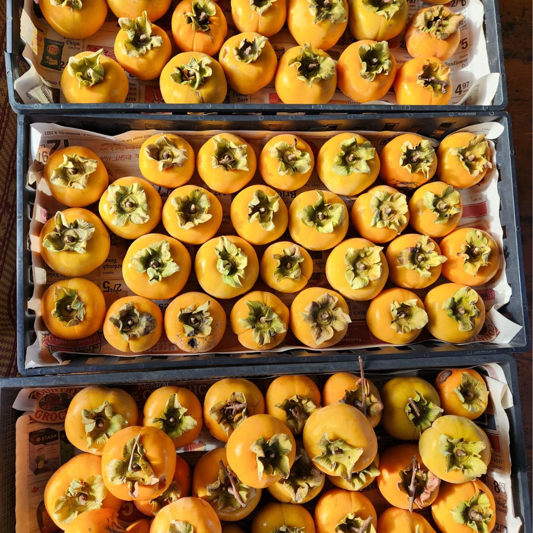 Persimmon