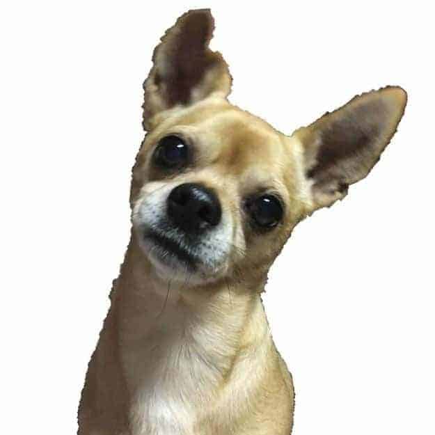 Something Good Pet Treats